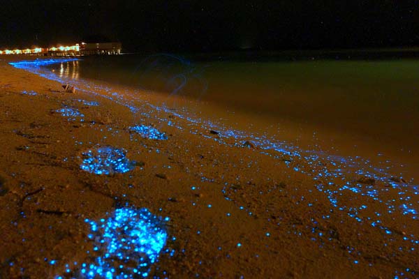 glowing blue waves vaadhoo island maldives