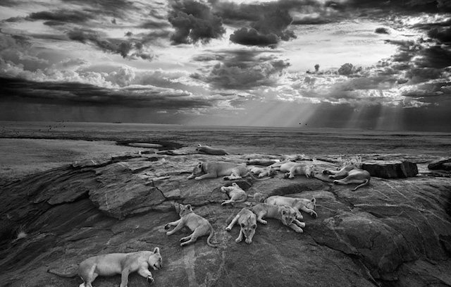 «آخرین عکس بزرگ» توسط مایکل نیک نیکولز، برنده عنوان عکاس سال حیات وحش/ برنده 2014/ بخش سیاه و سفید/ آمریکا.