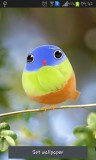 ۱_cute_bird.jpg