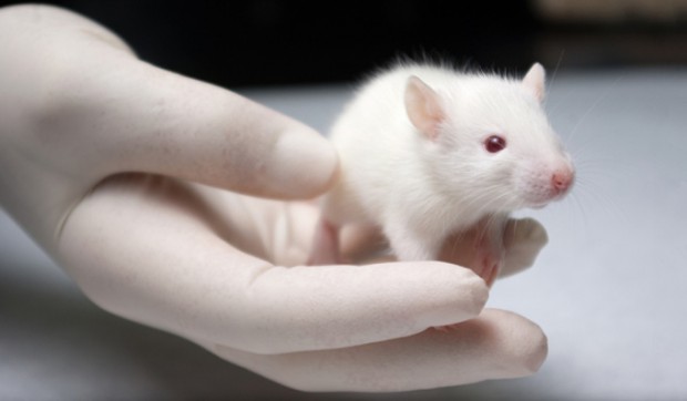 تحقیقات بر روش موش‌ها از وجود رابطه بین سرطان و امواج موبایل حکایت دارد