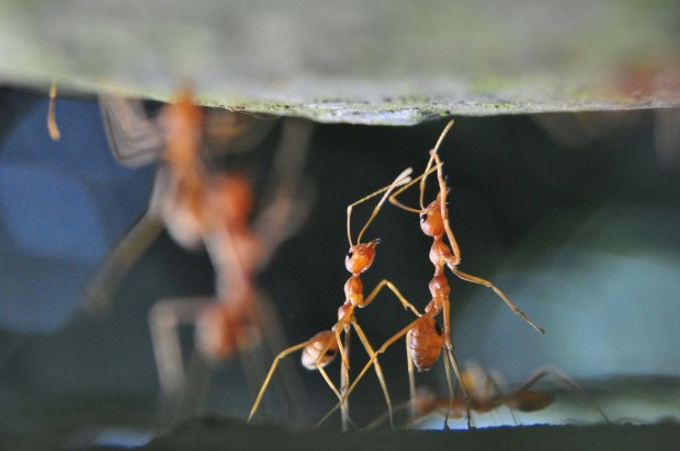 ants-620x412.jpg