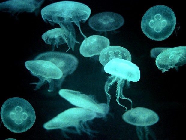 jellyfish1-620x465.jpg