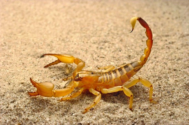 scorpion-620x413.jpg