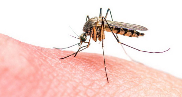 ۸ دلیل که باعث افزایش احتمال پشه گزیدگی می‌شوند