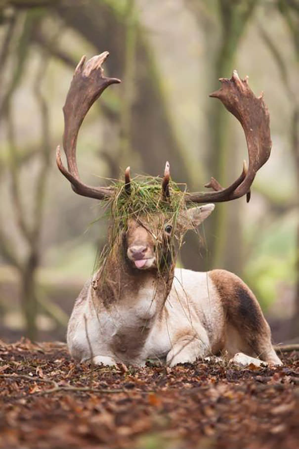 مجموعه تصاویری جالب و بامزه از حیوانات عجیب و غیر فوتوژنیک